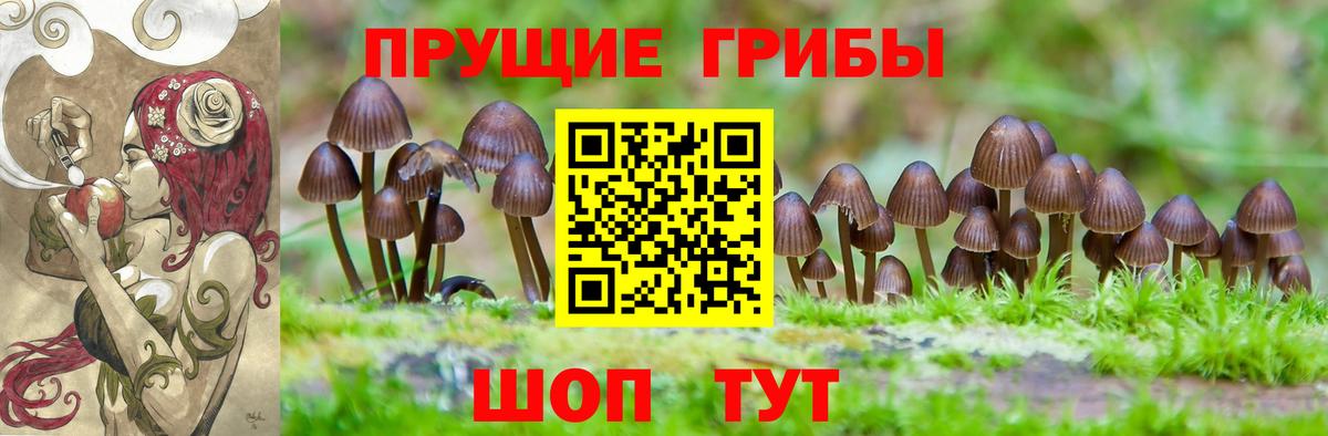Вязьма  Псилоцибиновые грибы прущие грибы  Вход с VPN  Псилоцибиновые грибы прущие грибы 